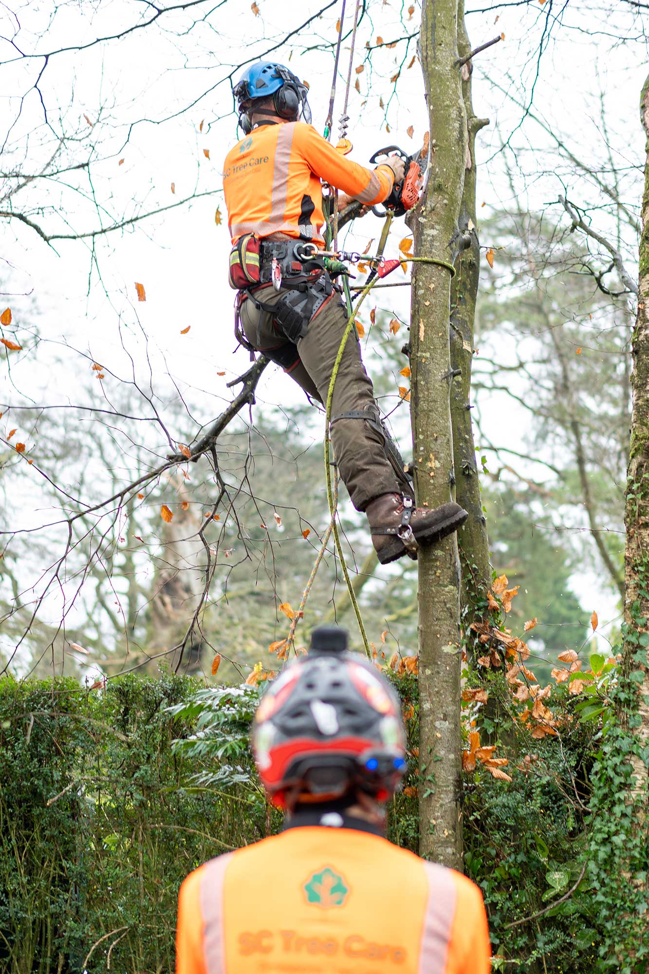 Tree Felling East Devon