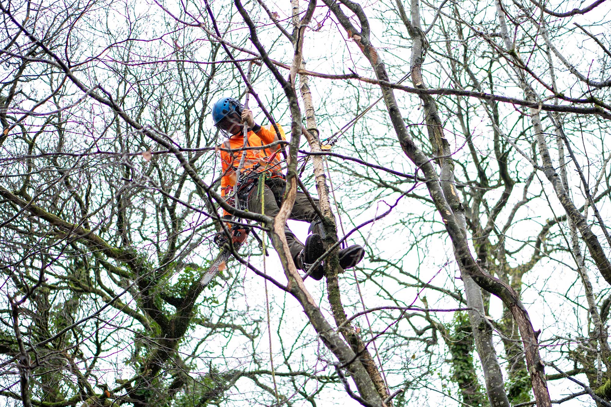 Professional Tree Surgeon Honiton East Devon