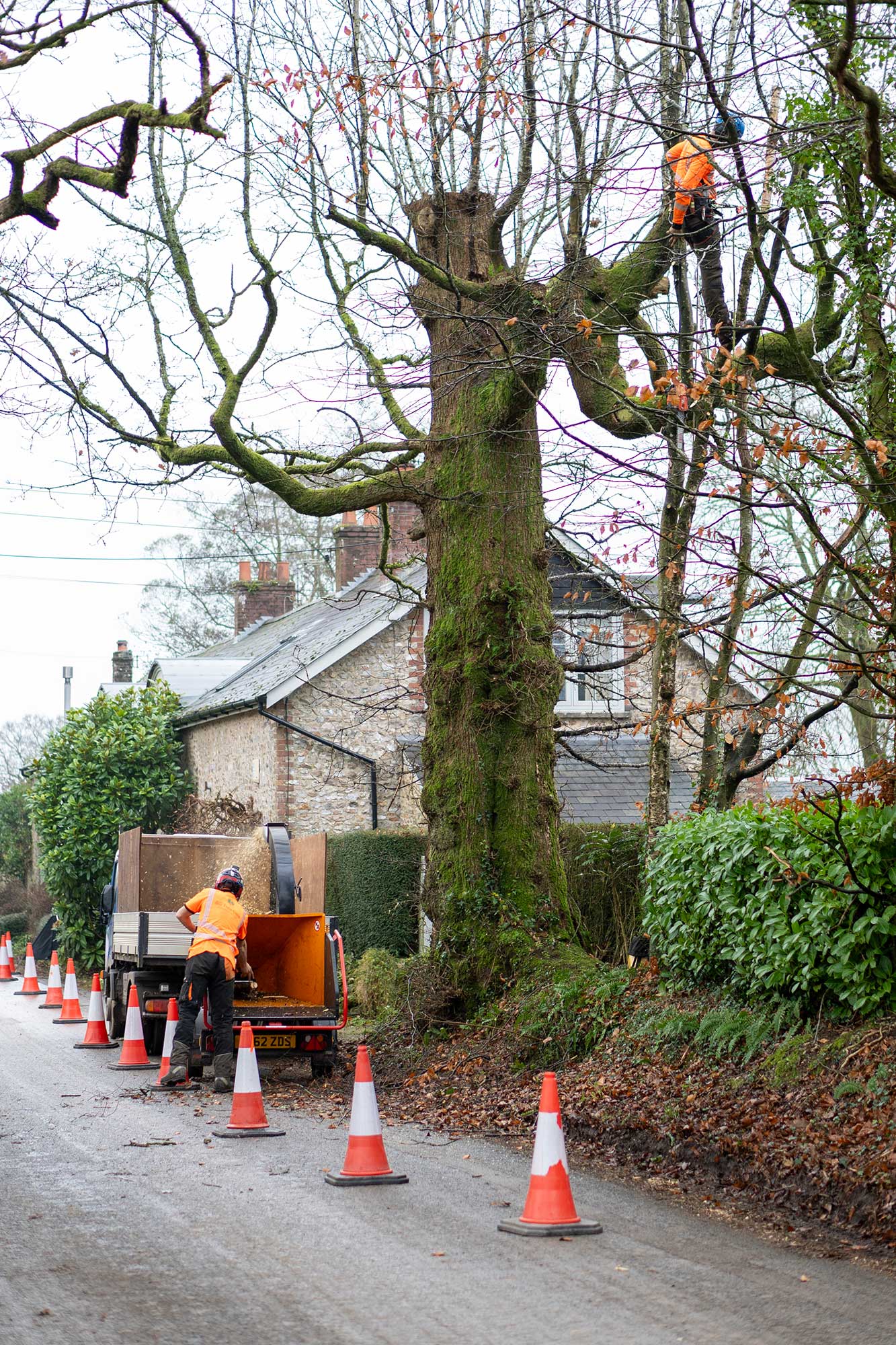 Tree Care Services Honiton East Devon